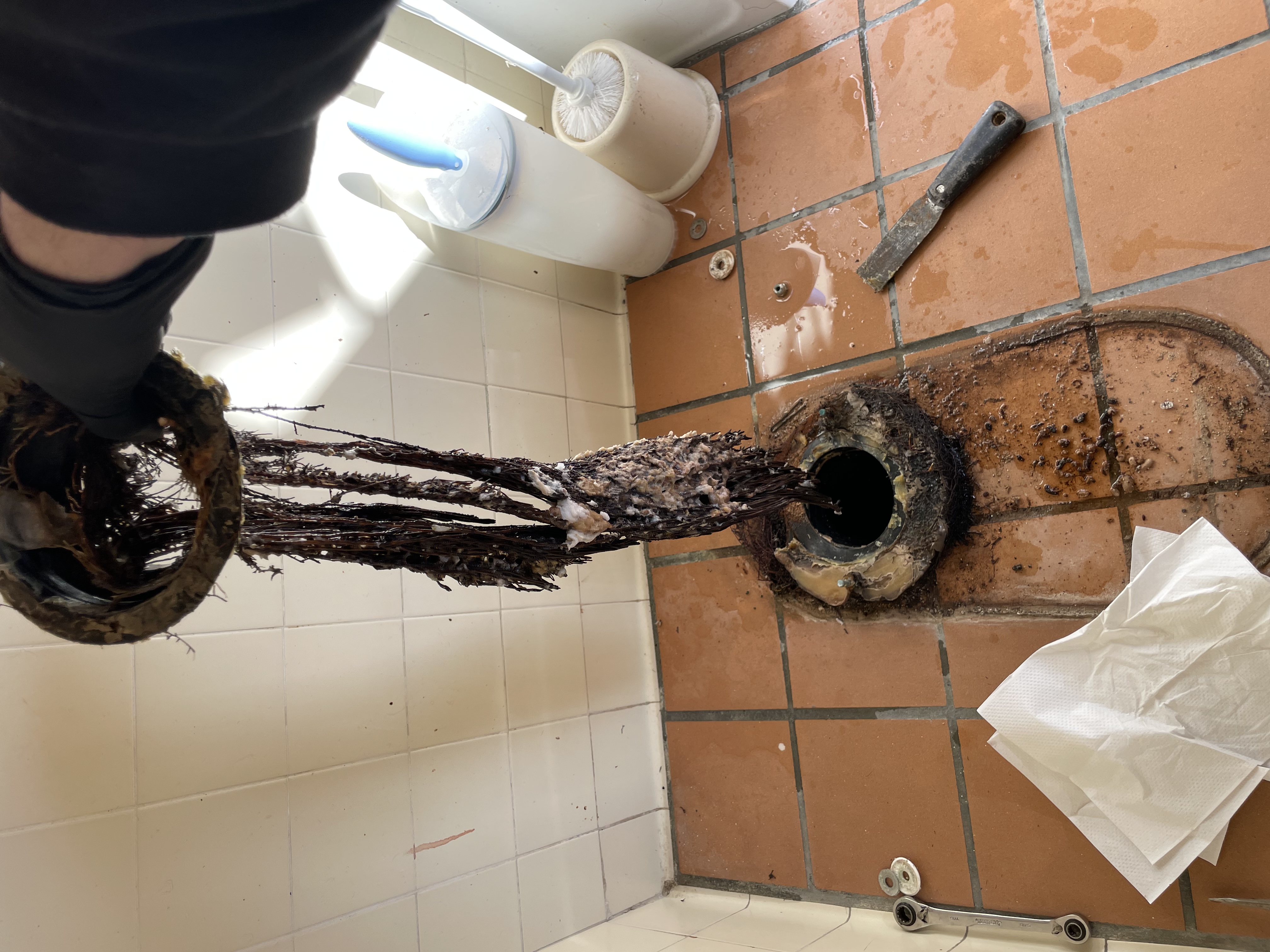 Sewer Rooter Specialists! Roots found in a clogged toilet. Petaluma Plumber Near Me